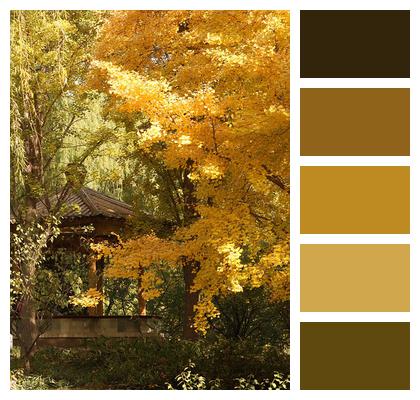 Autumn Autumn Colors Phone Wallpaper Image